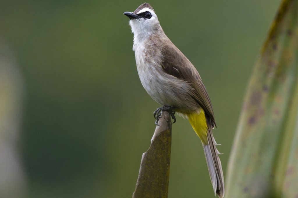 Manfaat Mandi Malam untuk Burung Trucukan