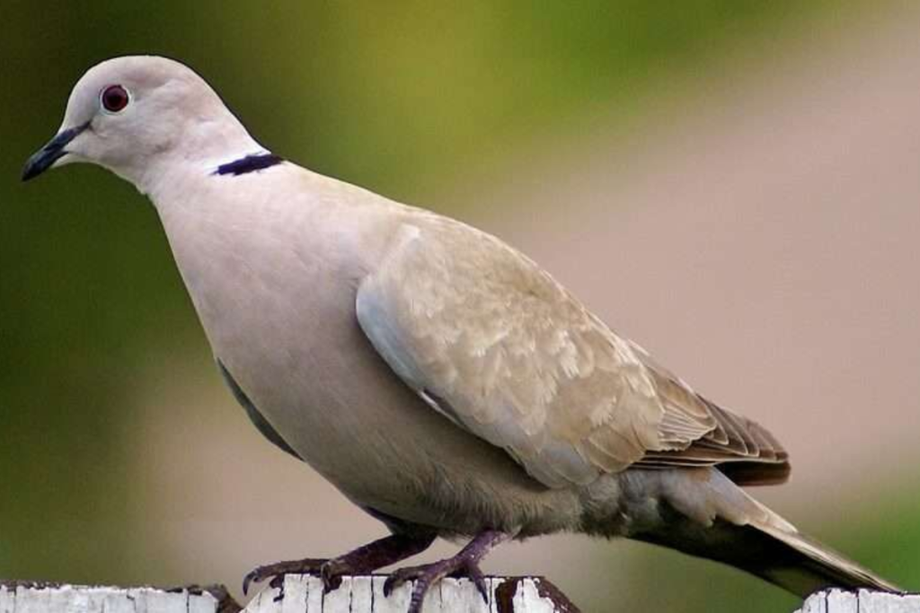 Mengapa Burung Puter Banyak Dipelihara