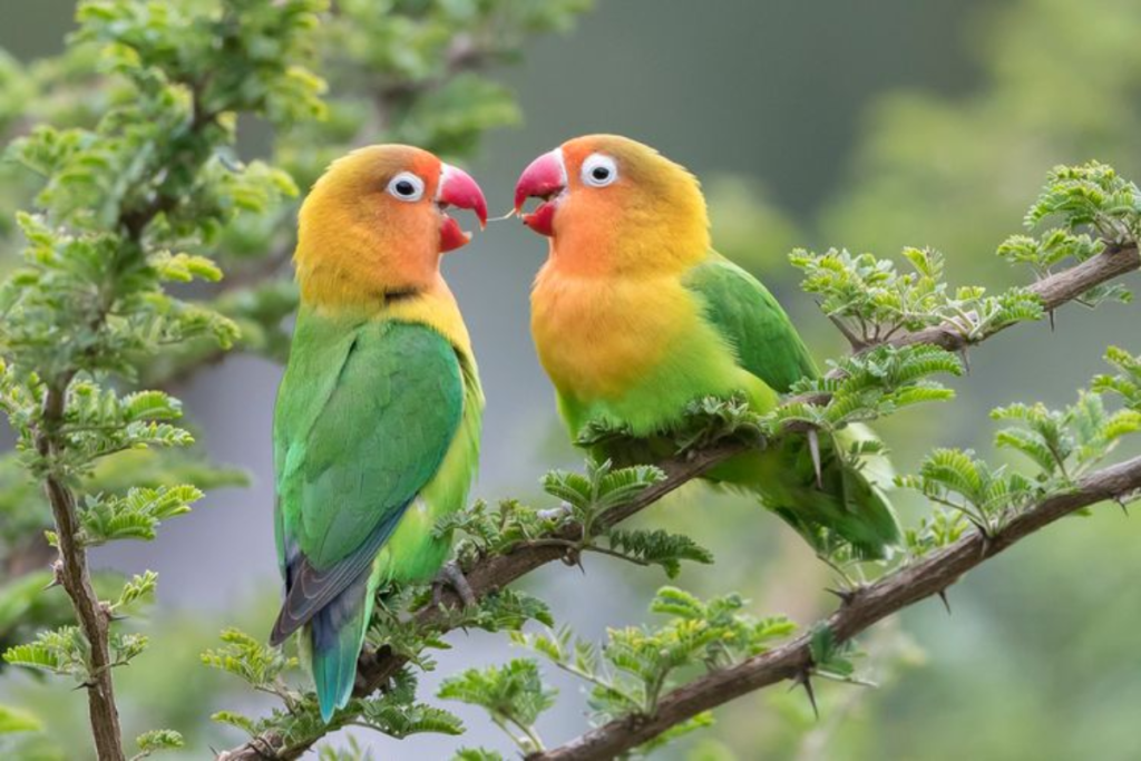 Tips Memilih Kandang yang Ideal untuk Lovebird