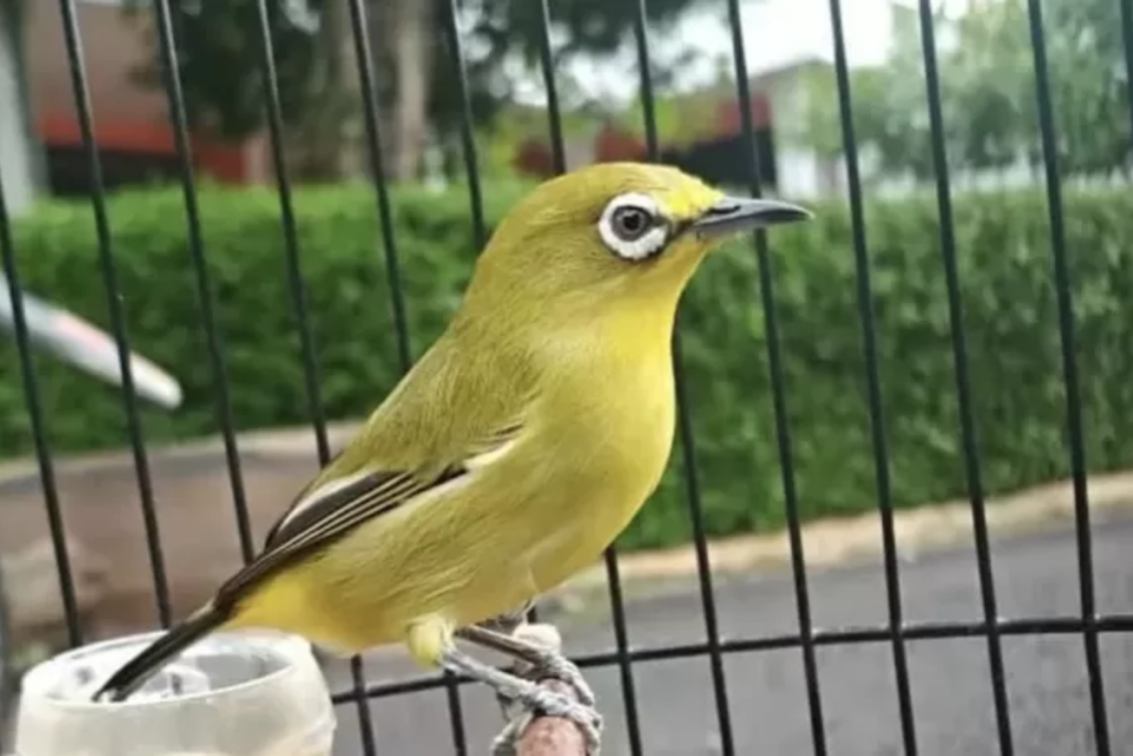 buah yang baik untuk pakan burung pleci