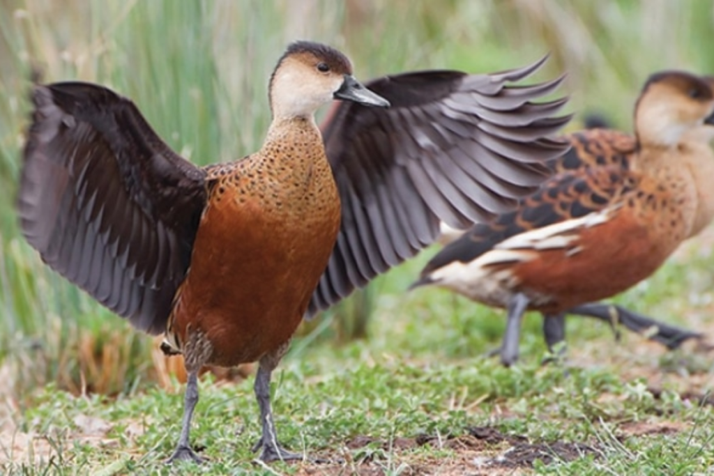 cara merawat burung belibis agar jinak