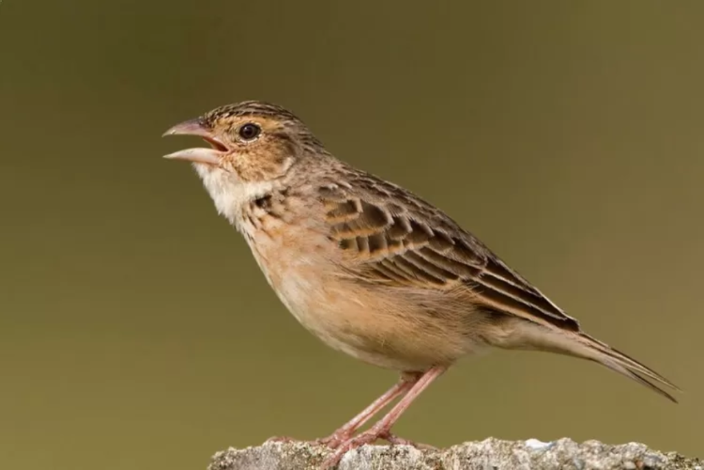 cara merawat burung branjangan mabung