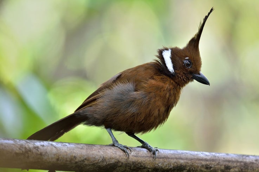 cara merawat burung cililin hitam