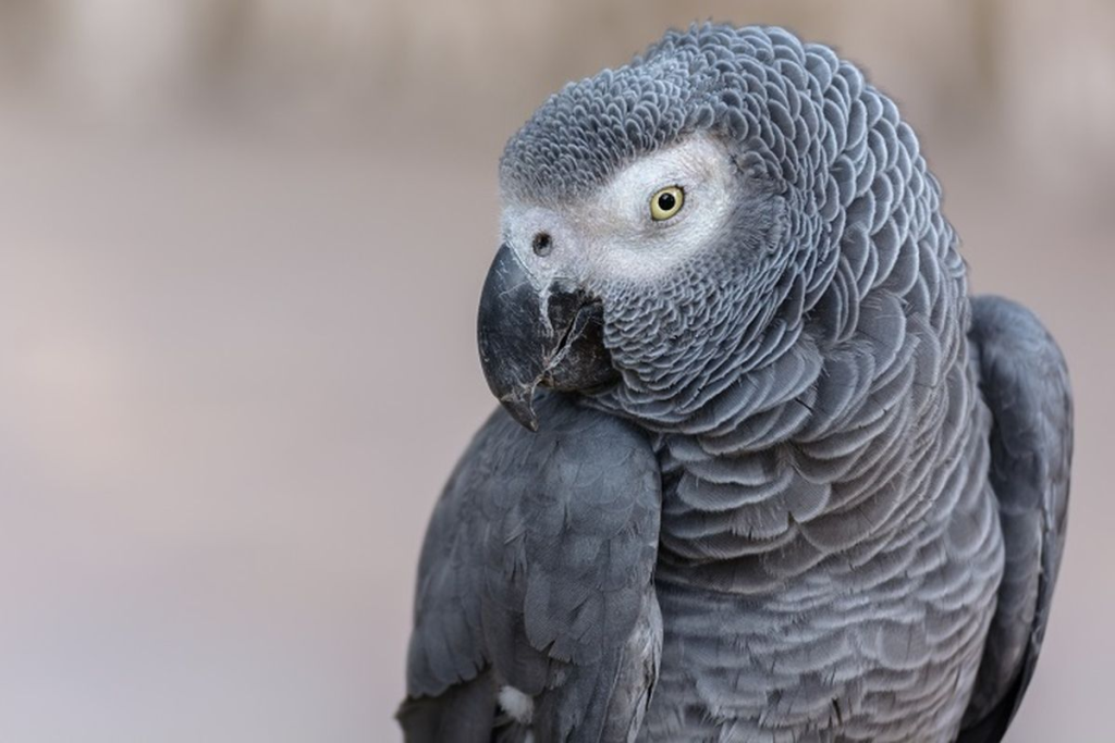 jenis burung Beo yang mudah dilatih