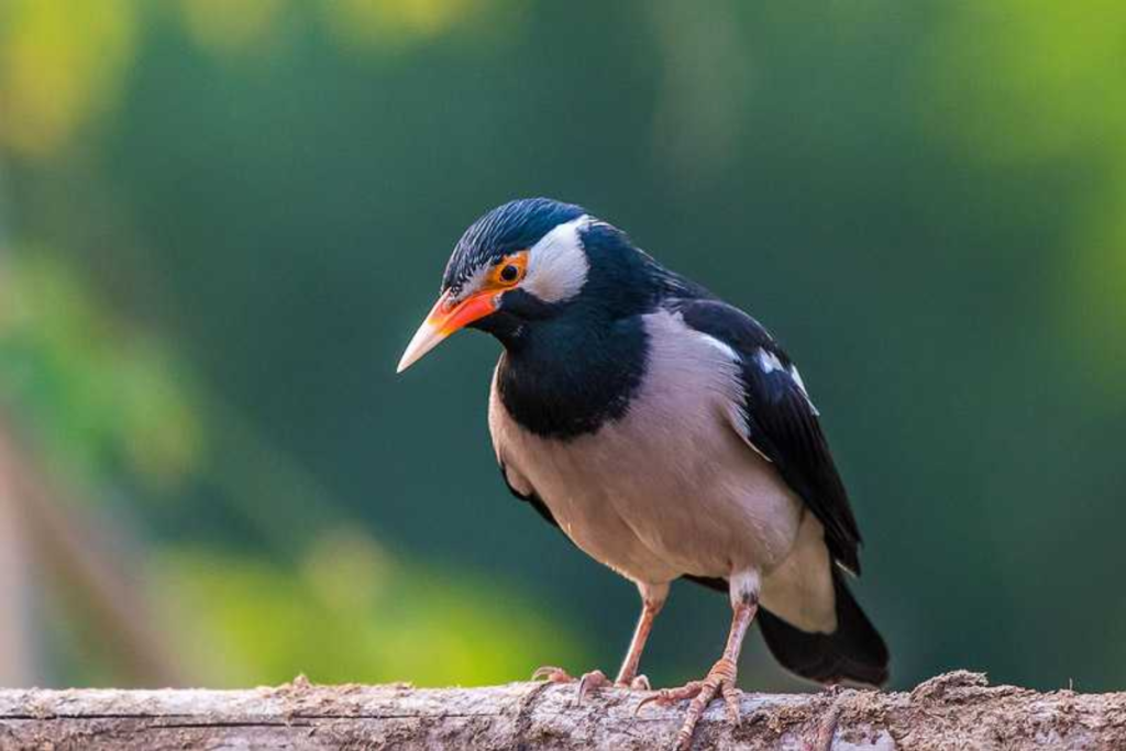 makanan terbaik untuk burung jalak suren