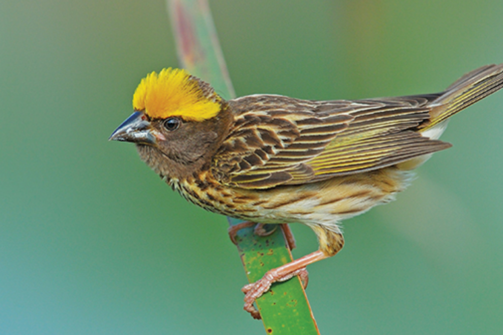 permasalahan bulu pada burung Manyar