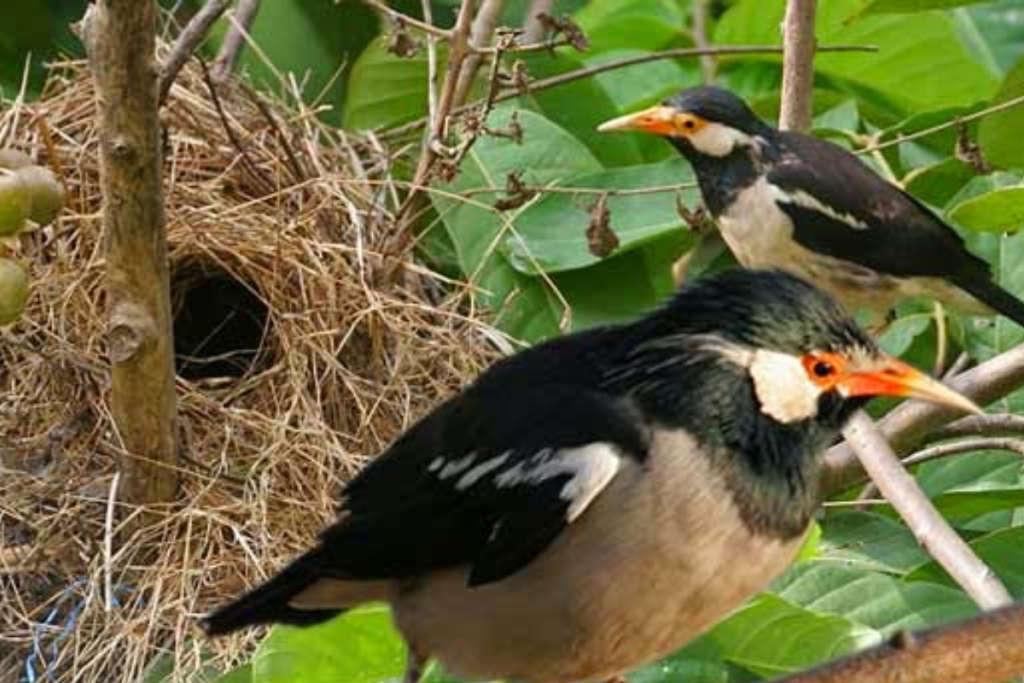 Manfaat Mandi Malam untuk Burung Jalak Suren