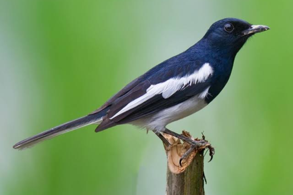 cara mengatasi burung kacer ngeriwik