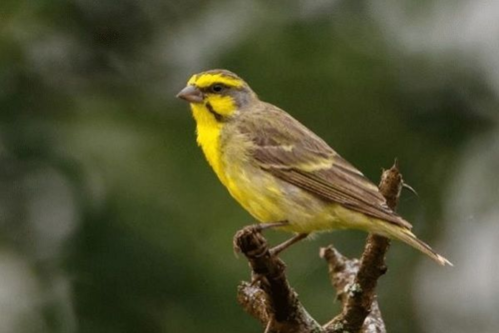 cara mengatasi burung mozambik bulu rontok