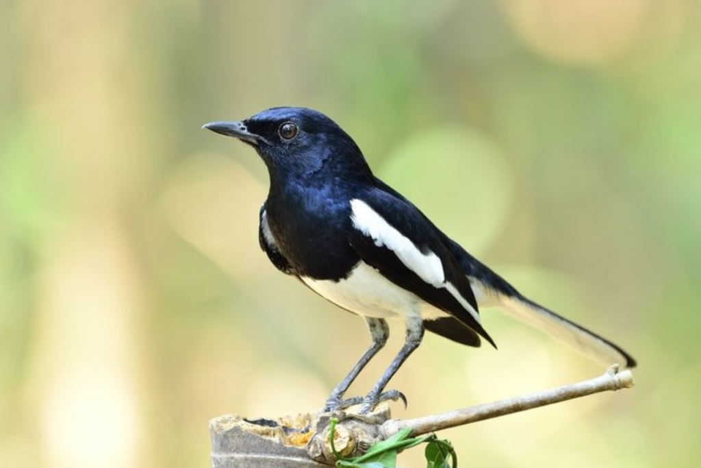 cara menjinakkan burung kacer