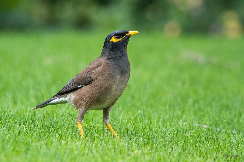 cara merawat burung beo