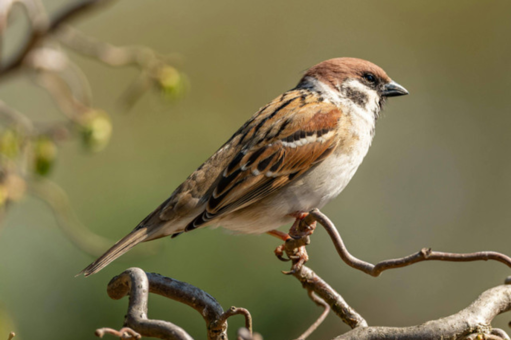 Alasan Burung Cucak Rowo Mahal