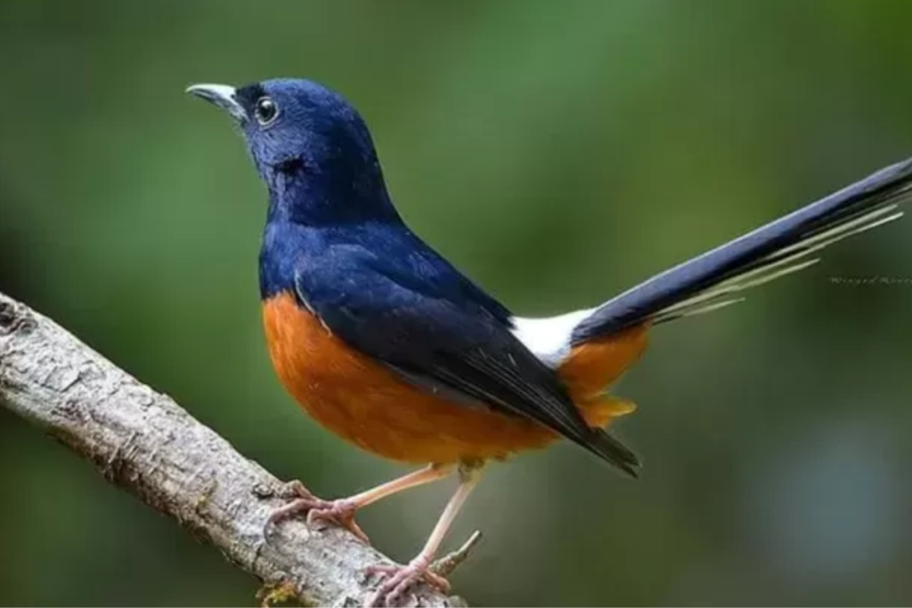 Cara Memilih Indukan Burung Murai Batu Yang Bagus