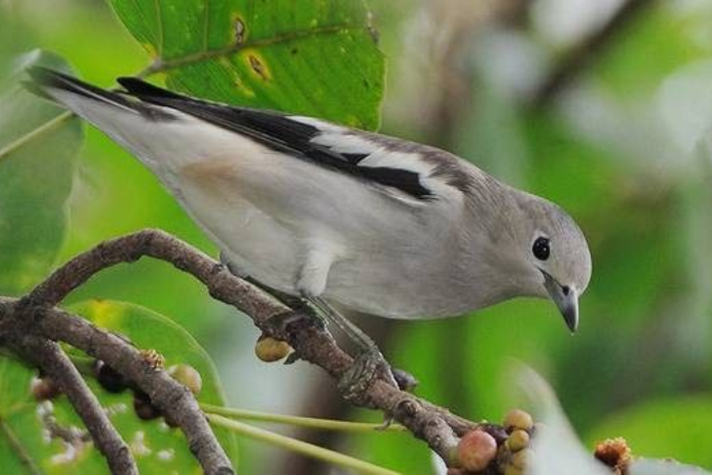 Cara Mengatasi Burung Jalak Kapas yang Stres