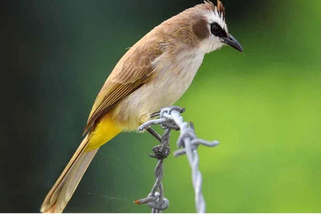 Cara Menjinakkan Burung Trucukan Yang Ampuh