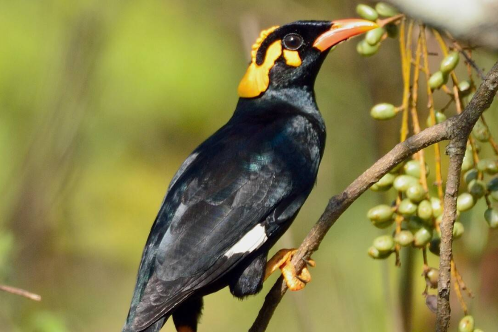 Cara Merawat Burung Beo Anakan Agar Tumbuh Sehat