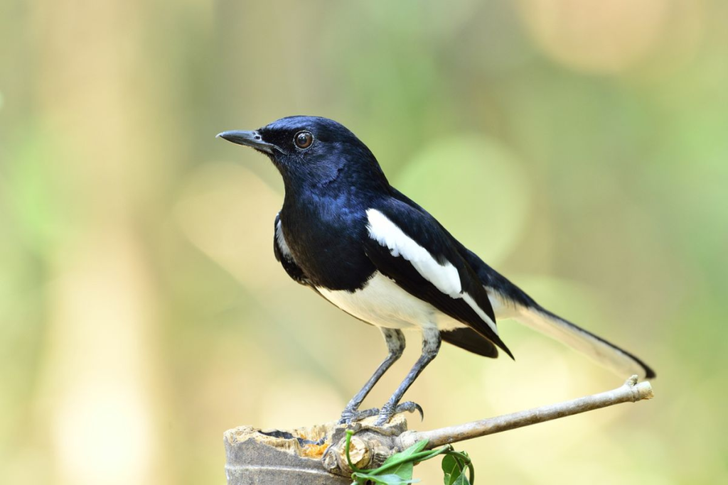 Cara Merawat Burung Kacer agar Rajin Bunyi