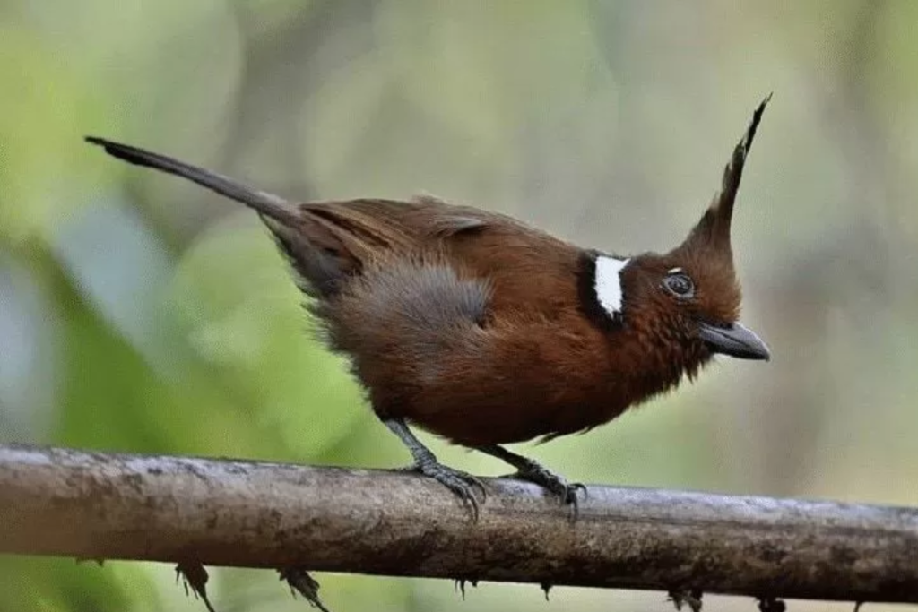Cara Ternak Burung Cililin yang Benar