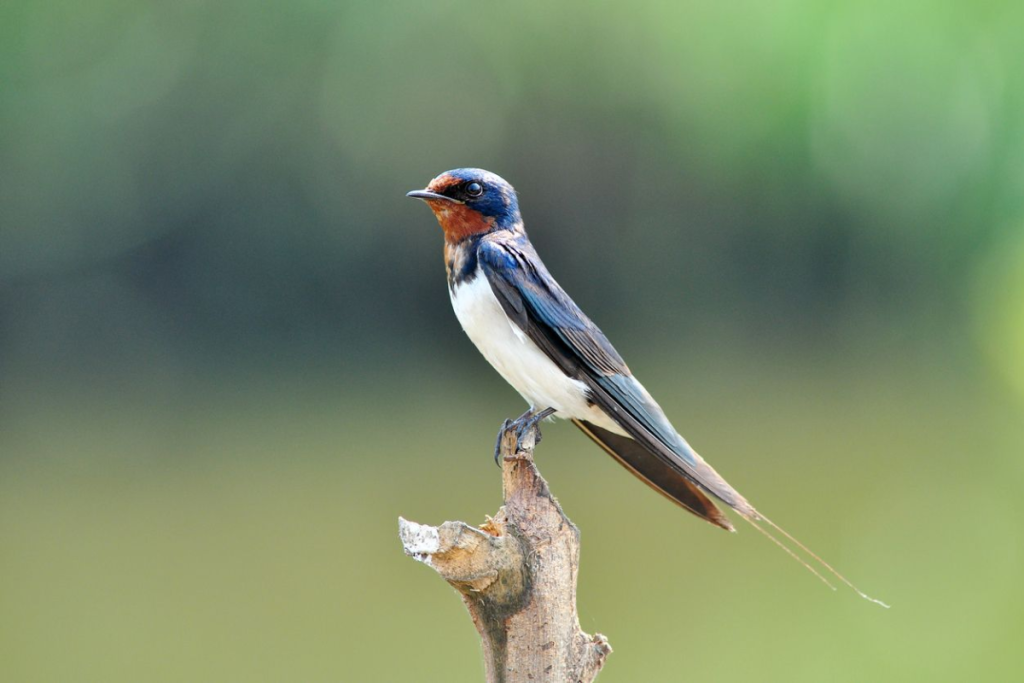 Cara Ternak Burung Walet Agar Berkualitas