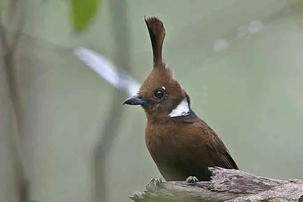 Jenis-Jenis Burung Cililin
