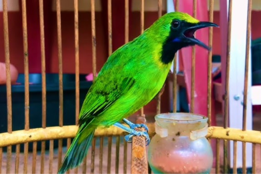Jenis Jenis Burung Jalak Yang Ada Di Indonesia