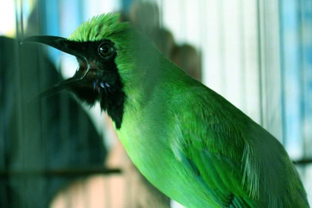 Manfaat Ulat Kandang Untuk Burung Cucak Ijo