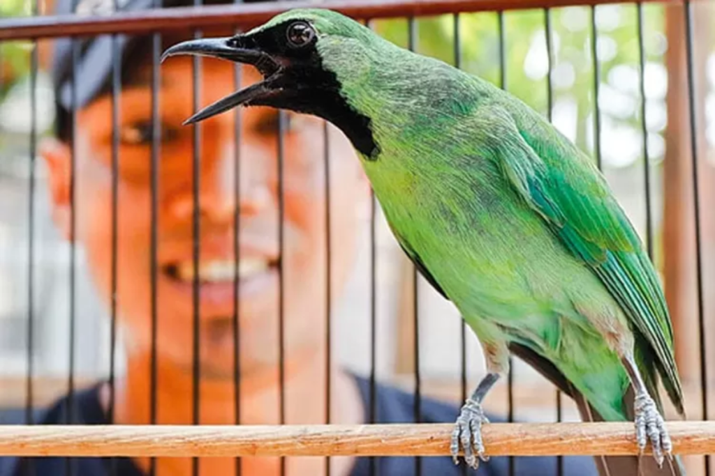 Tips Melombakan Burung Cucak Hijau Agar Burung Bisa Tampil Onfire