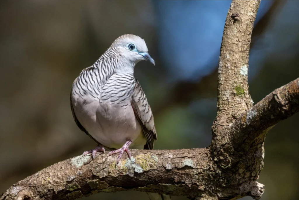 cara memandikan burung perkutut dengan air beras