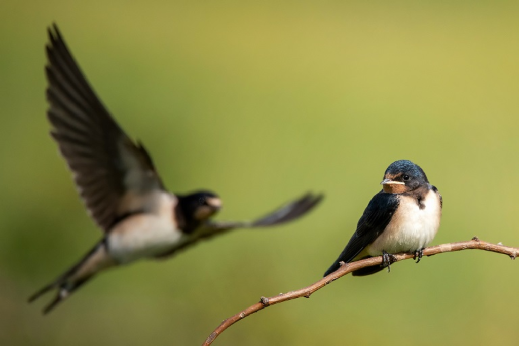 Cara Mengusir Burung Walet dari Rumah