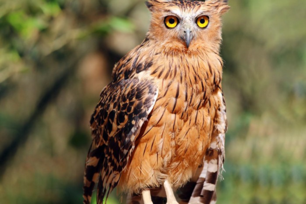Cara Merawat Burung Hantu Buffy Fish Owl