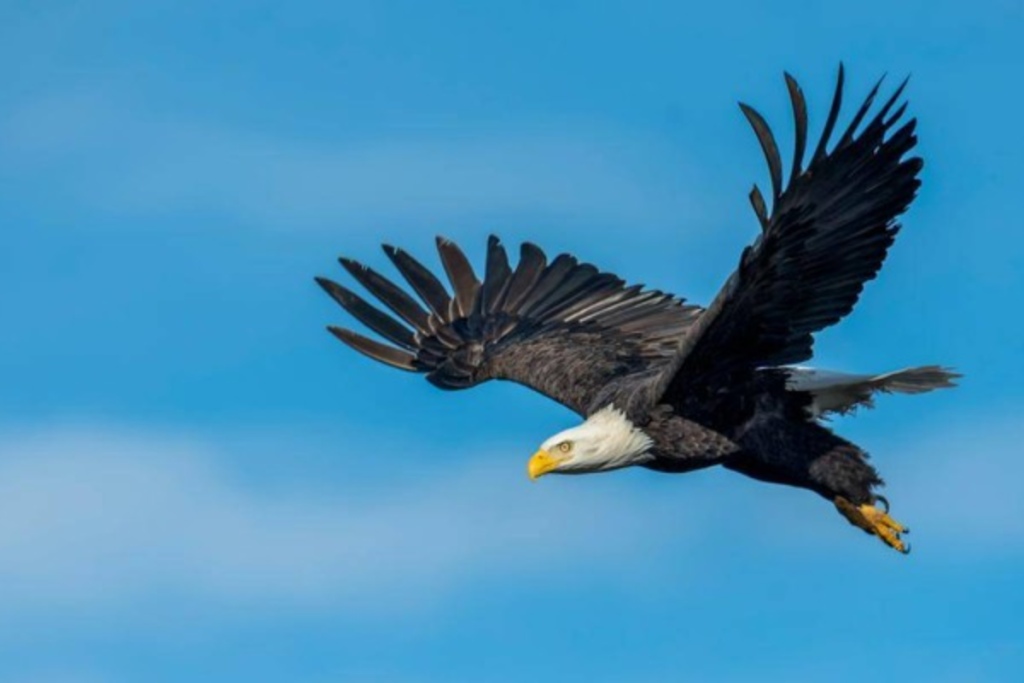 Cara Pelestarian Burung Elang Dari Kepunahan