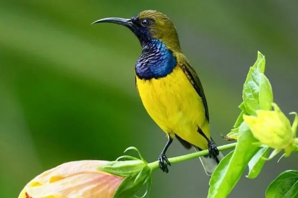 Cara Pengembunan Burung Sogok Ontong