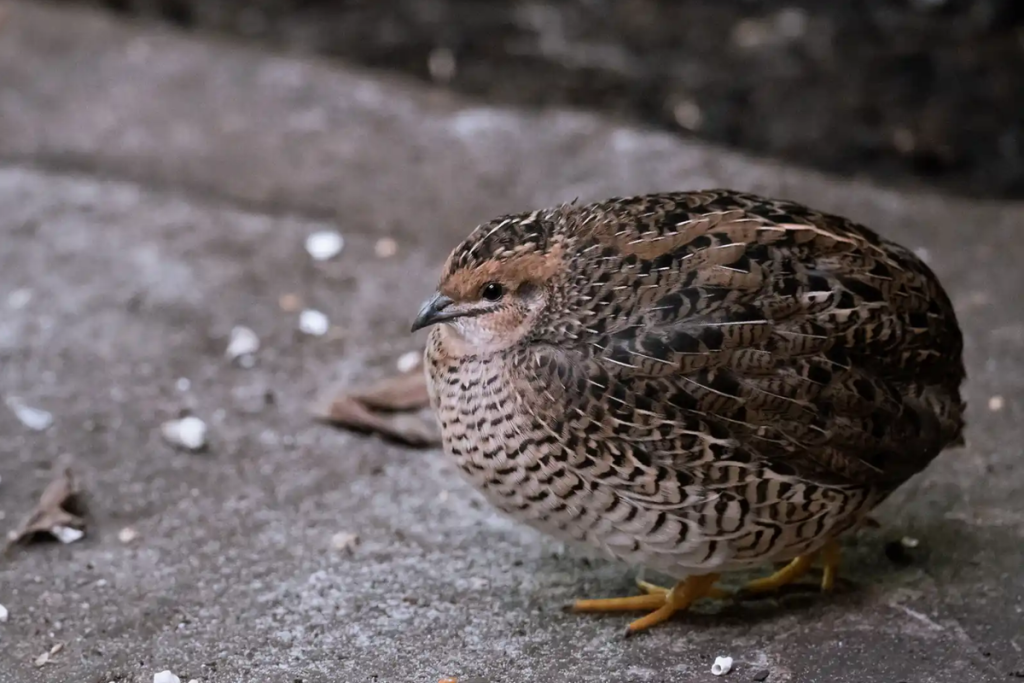 Cara Ternak Burung Puyuh agar Cepat Bertelur