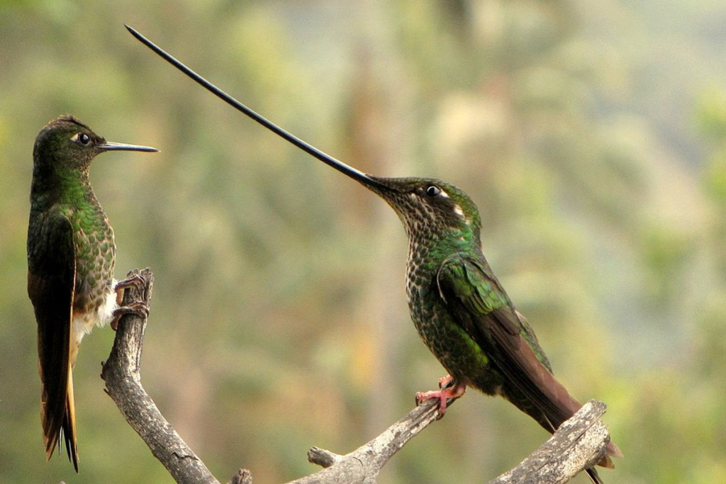 Fakta Unik Burung Kolibri