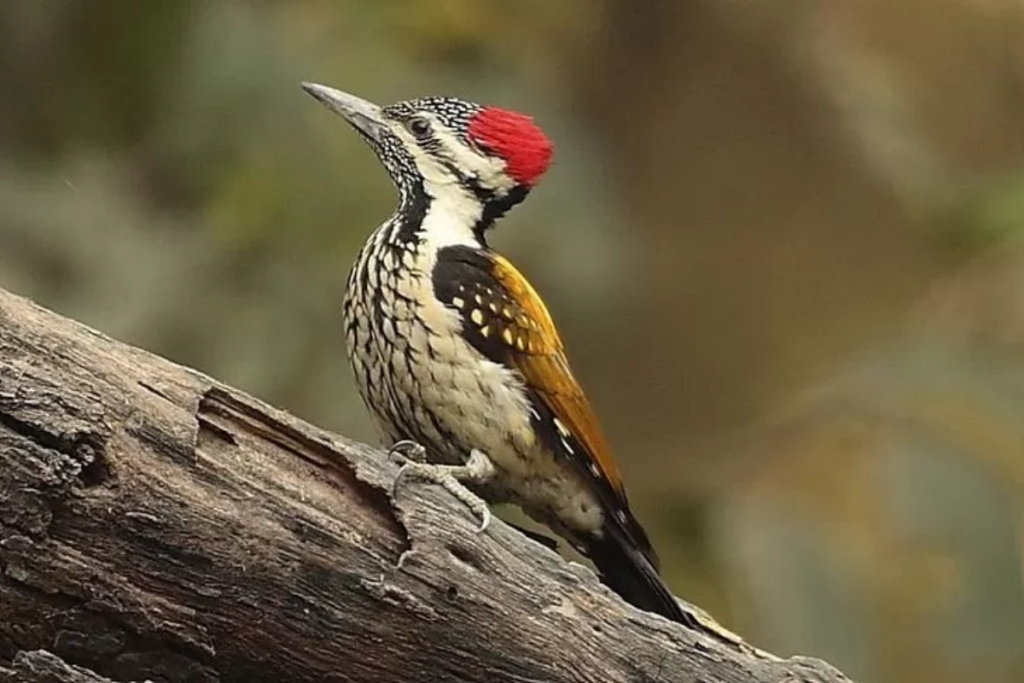 Fakta Unik Burung Pelatuk sebagai Hewan Berlidah Panjang