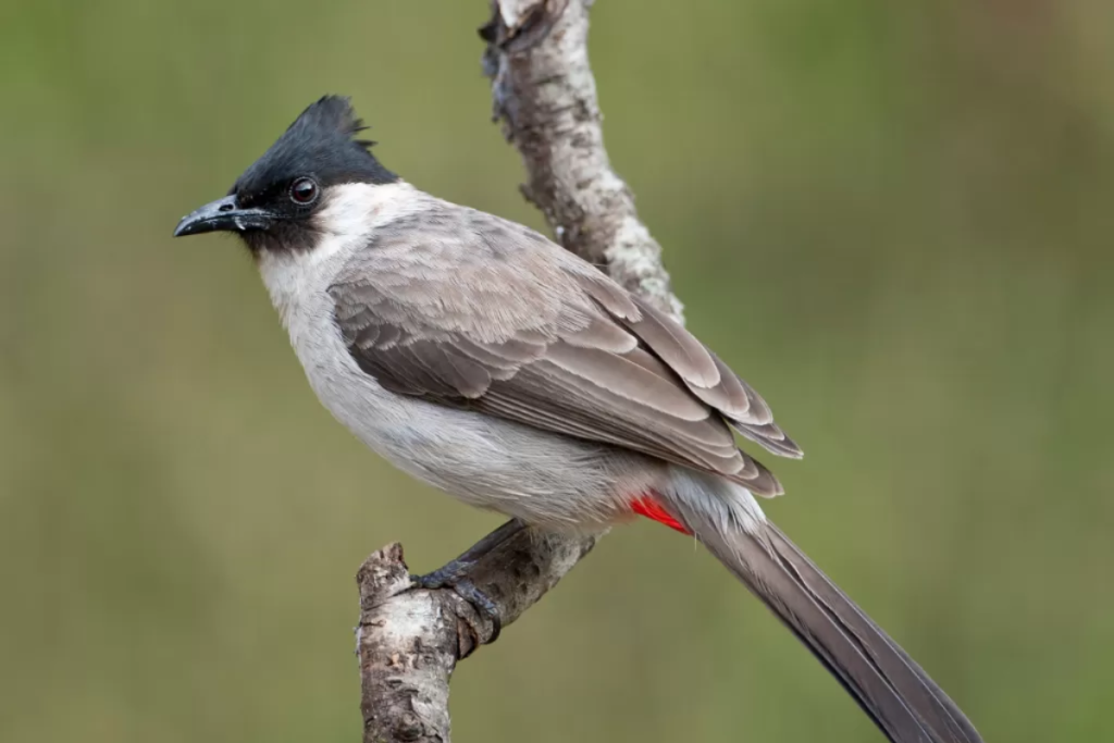 Jenis Pakan Burung Kutilang yang Menyehatkan