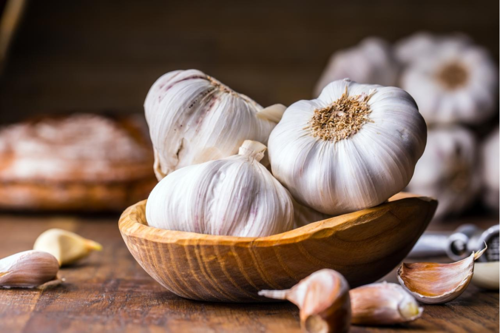 Manfaat Bawang Putih untuk Burung Puter