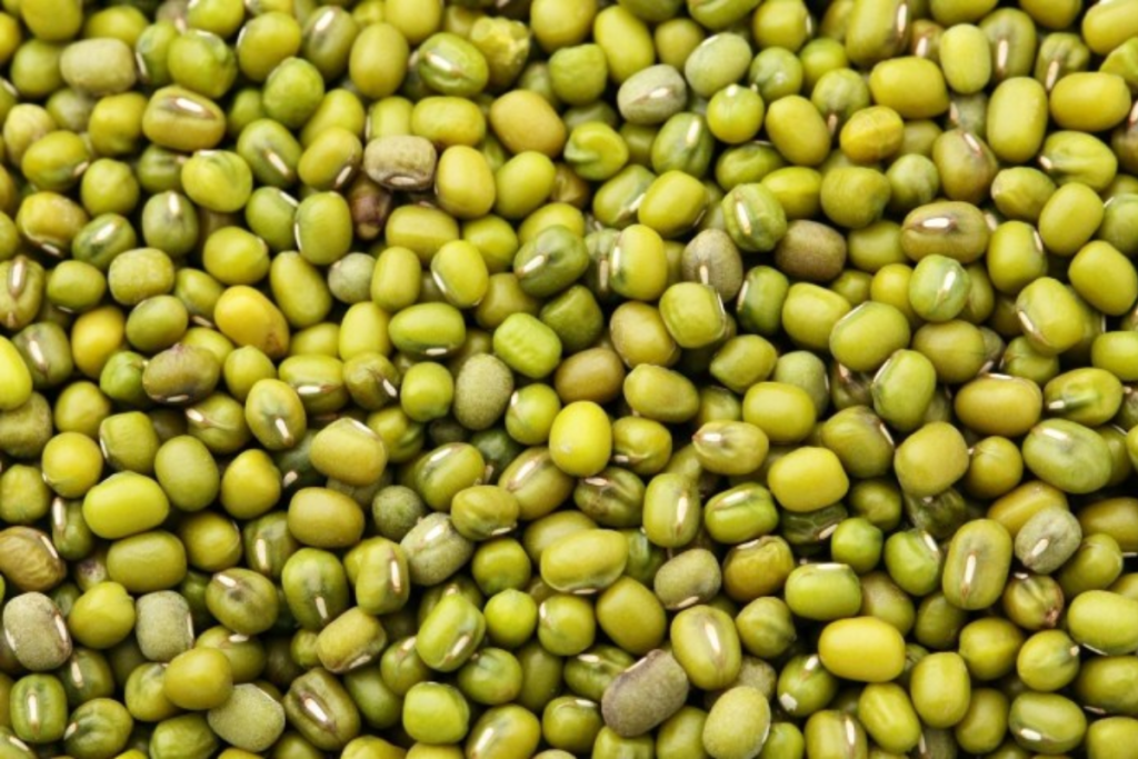 Manfaat Kacang Hijau untuk burung Tekukur