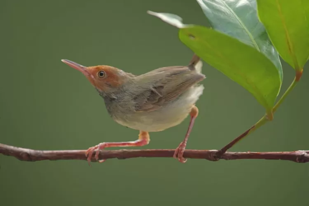 Pakan Burung Prenjak agar Rajin Berkicau