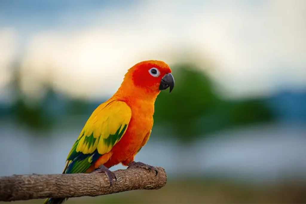 Penyebab Kelangkaan Burung Beo yang Jarang Diketahui