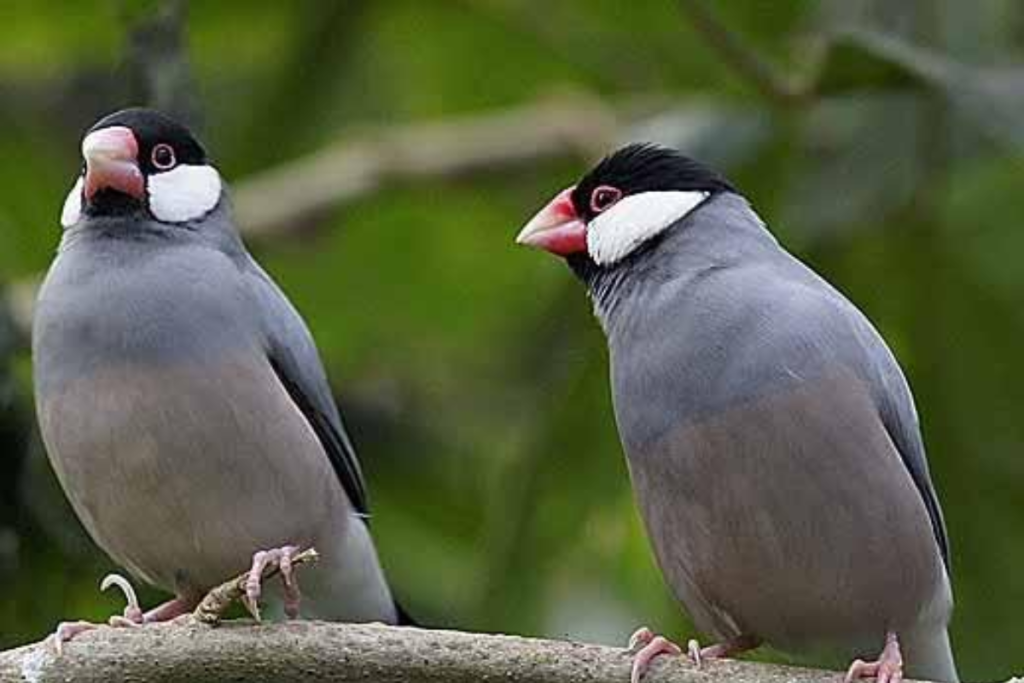 jenis burung gelatik eksotis dari indonesia