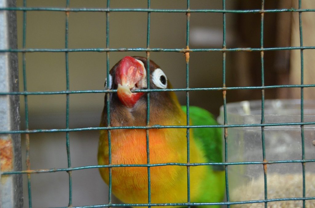 ciri lovebird sakit