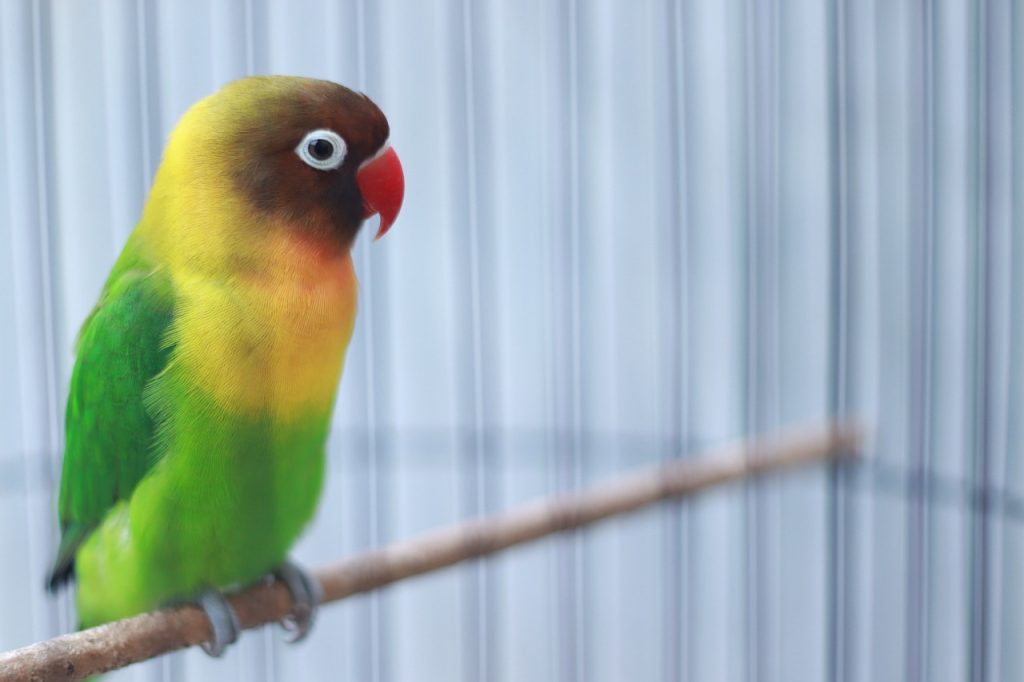 lovebird cabut bulu